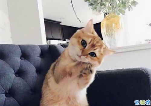 特別好笑又好玩的搞笑說說大全 讓人捧腹大笑的搞笑內(nèi)涵說說2