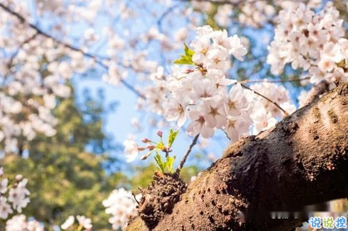 2019春分朋友圈早安祝福語(yǔ)帶圖片 春分唯美說說簡(jiǎn)單一句話1