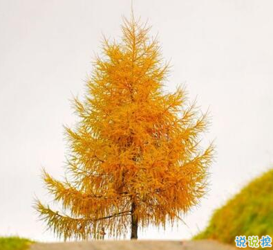 承蒙你出現(xiàn)，夠我喜歡好多年2