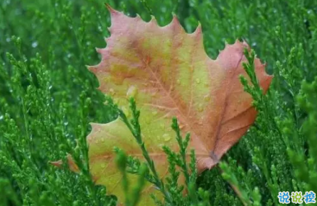 今日立秋圖片說說2018最新版 立秋的經(jīng)典說說帶圖片精選4