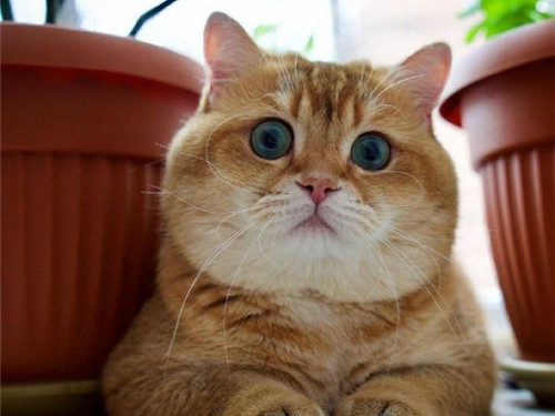 可以戳中中你笑點的搞笑說說帶圖片2