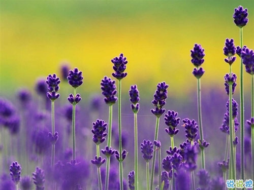 一個(gè)人掙扎的說(shuō)說(shuō)傷感心累帶圖片 睡不著心里不舒服的說(shuō)說(shuō)15