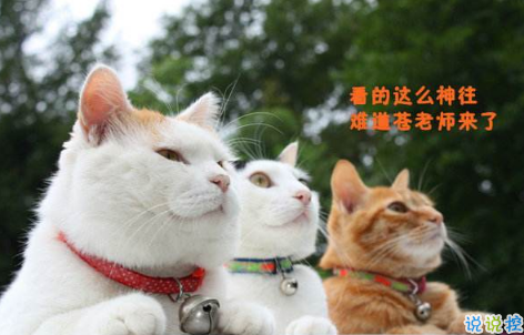 2018清明節(jié)搞笑說(shuō)說(shuō)：清明節(jié)應(yīng)該回小學(xué)初中掃掃墓，因?yàn)槟抢锫裨崃四愕那啻骸?