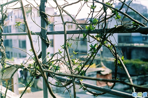 甜蜜情侶的戀愛愛情說說帶圖片 我相信星星會(huì)說話石頭會(huì)開花14