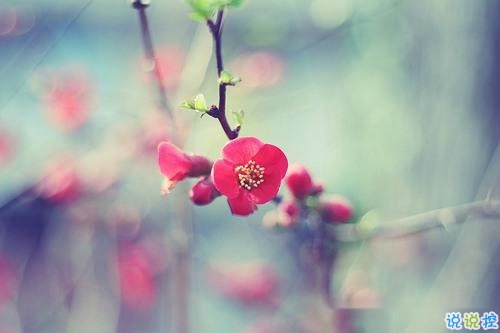 2019春分朋友圈早安祝福語(yǔ)帶圖片 春分唯美說說簡(jiǎn)單一句話13