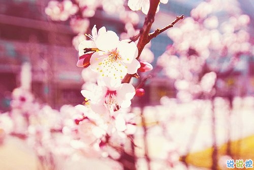 干凈文藝小短句帶圖片 2019抖音值得珍藏的文藝句子12