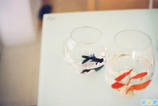 簡(jiǎn)單而又唯美有哲理的英文說(shuō)說(shuō)帶圖片 你醒在別人的夢(mèng)里10