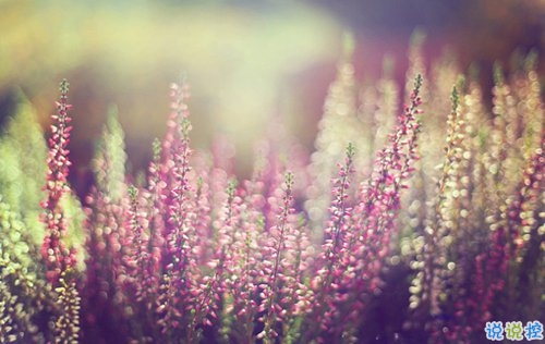 2019清明節(jié)祝福語說說大全 清明節(jié)祝福語簡短優(yōu)美1