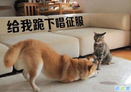 生活中那些搞笑的說說大全：好看的皮囊嫌你丑，有趣的靈魂厭你俗1