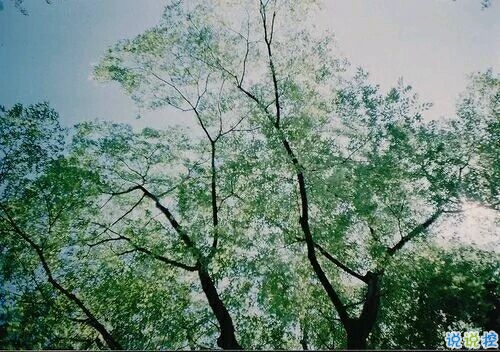 2019植樹節(jié)朋友圈心情說說 312植樹節(jié)說說簡短好聽的1