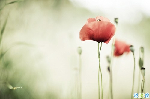 qq文字控愛(ài)情哲理說(shuō)說(shuō)帶圖片大全 路過(guò)了青春我們還剩下什么8