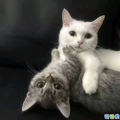 朋友圈情人節(jié)說說配圖2019 我喜歡這世界也喜歡你10