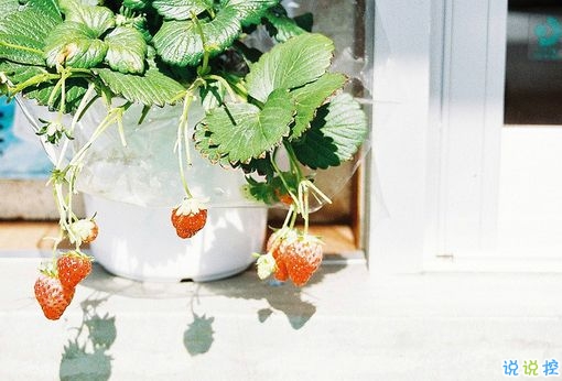 表達(dá)愛(ài)意的唯美句子配圖 肯定能打動(dòng)你心的唯美說(shuō)說(shuō)帶圖片2