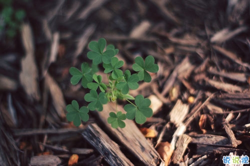 迎接2019元旦說(shuō)說(shuō)適合發(fā)朋友圈 2019年豬年元旦說(shuō)說(shuō)早安一句話1