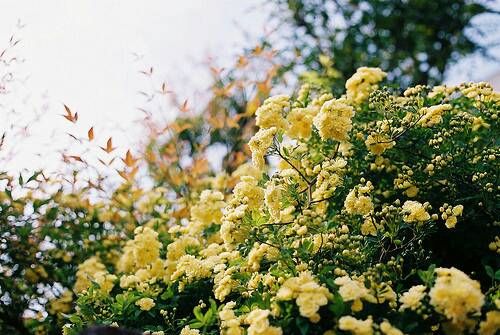 關(guān)于成長(zhǎng)人生和愛(ài)情的美到讓人心碎的說(shuō)說(shuō)帶圖片2