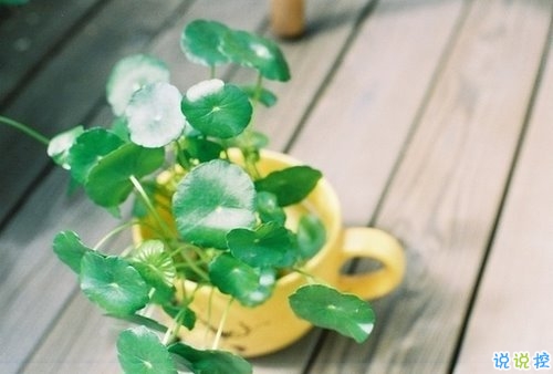 向女朋友求婚的話真實(shí)浪漫點(diǎn) 2019求婚句子大全簡單帶圖片5