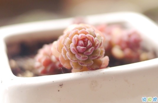 抖音比水還干凈的句子唯美又文藝 遺憾的是從沒被堅定的選擇過3