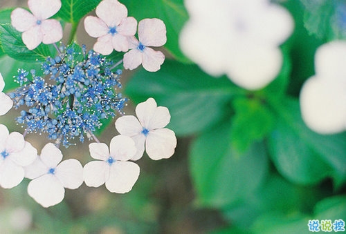 向女朋友求婚的話真實(shí)浪漫點(diǎn) 2019求婚句子大全簡單帶圖片9