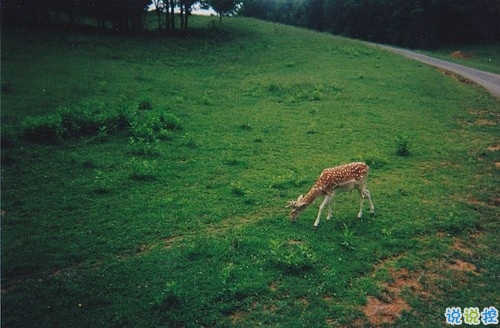 喜歡獨(dú)來獨(dú)往的人是怎樣的心理狀態(tài) 享受一個(gè)人的心情說說很特別2