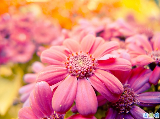 2019春分朋友圈早安祝福語(yǔ)帶圖片 春分唯美說說簡(jiǎn)單一句話15