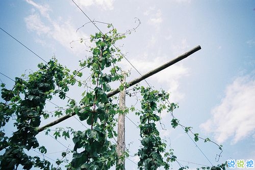 唯美簡(jiǎn)單的英文說(shuō)說(shuō)帶圖片 世人萬(wàn)千種浮云莫去求13