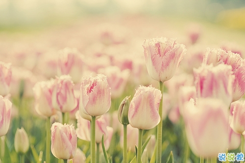 超級(jí)甜蜜的肉麻話說(shuō)說(shuō)帶圖片 與情感有關(guān)的唯美說(shuō)說(shuō)配圖8