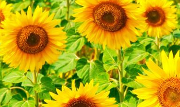 七月早安正能量勵志哲理說說帶圖 早安！七月！7