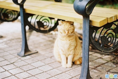 關(guān)于愛(ài)情的唯美句子情感真摯 甜甜蜜蜜的唯美句子2