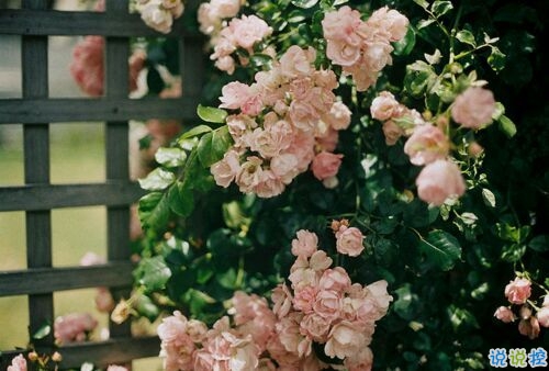 15條愛(ài)情說(shuō)說(shuō)我的心里話 愛(ài)情中最真實(shí)的感受說(shuō)說(shuō)配圖1