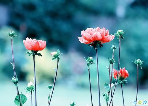 2019春分朋友圈早安祝福語(yǔ)帶圖片 春分唯美說說簡(jiǎn)單一句話3