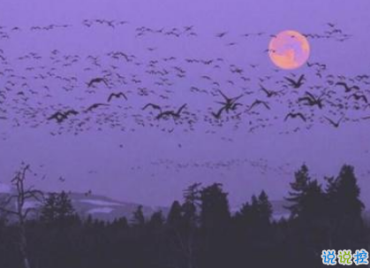 戀愛中很幸福的唯美情話2018精選 很享受愛情的唯美說說5