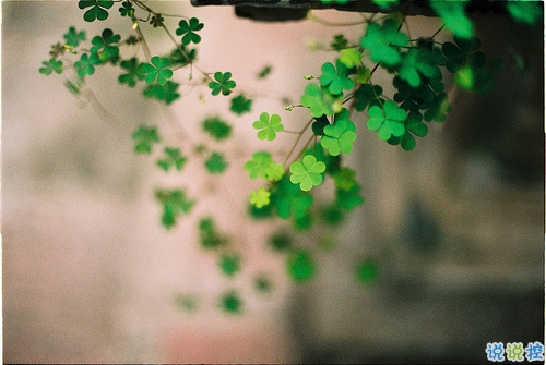 抖音好聽個(gè)性說說帶圖片 能夠吸引人的一句話說說5