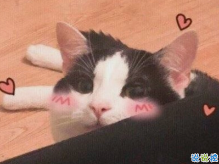 抖音最火幽默說說帶圖片 適合發(fā)朋友圈超萌的皮句12