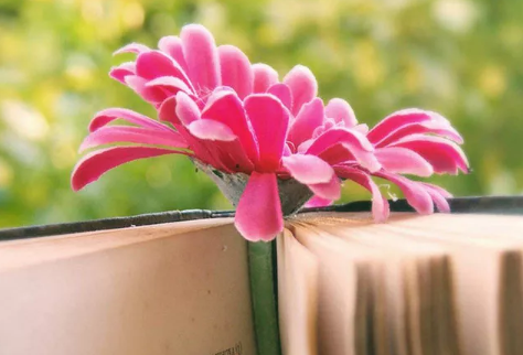 三毛經(jīng)典語(yǔ)錄愛(ài)情語(yǔ)錄大全集錦 50條三毛語(yǔ)錄關(guān)于愛(ài)情精選1