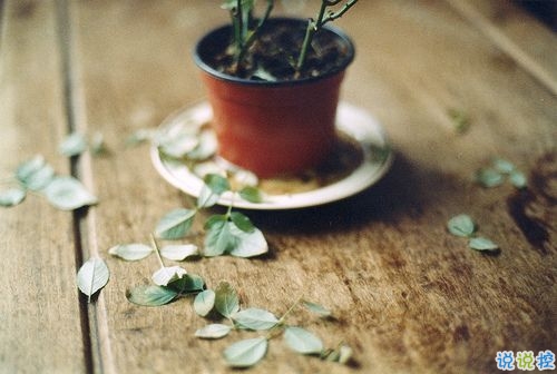 安意如經(jīng)典語錄關(guān)于人生和愛情的句子 文字控大愛的文藝安意如語錄2