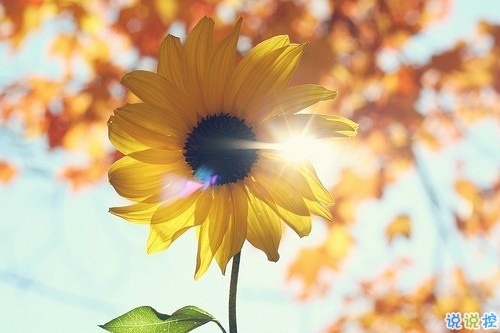 適合公布戀情的唯美說(shuō)說(shuō) 朋友圈秀恩愛(ài)的說(shuō)說(shuō)大全2