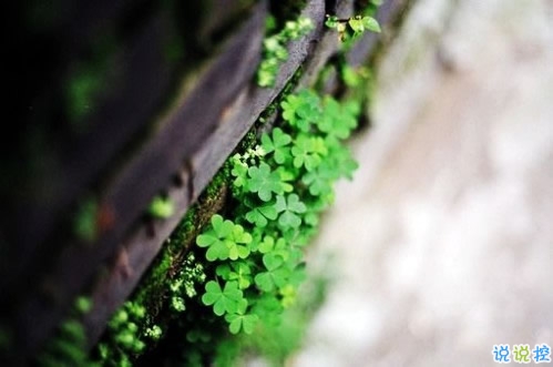 回憶總想哭的傷感說說帶圖片 學(xué)著忘記你釋懷一切的傷感說說1