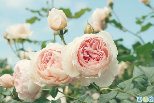 內(nèi)心煎熬的傷感說說帶圖片 始終無法忘記他的虐心說說9