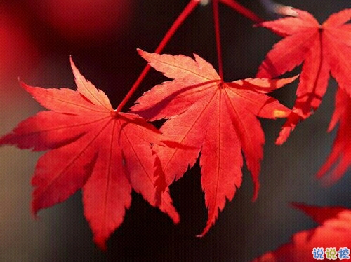 抖音最吸引人的經(jīng)典說說 發(fā)朋友圈別人點(diǎn)贊必評(píng)的個(gè)性說說1