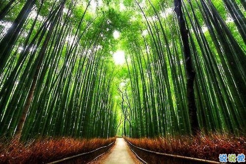 選擇放棄的傷感愛(ài)情說(shuō)說(shuō)帶圖片 描述對(duì)愛(ài)情感到無(wú)奈的說(shuō)說(shuō)8