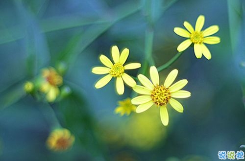 傷感說說大全簡短精辟 聚散都不由我1