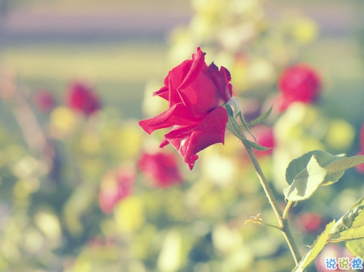 2019春分朋友圈早安祝福語(yǔ)帶圖片 春分唯美說說簡(jiǎn)單一句話14