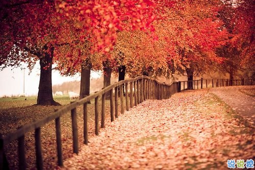 2019最新qq小情話帶圖片大全 最感動(dòng)的唯美情話說說2