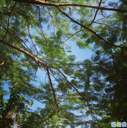 微博說說大全帶圖片女生唯美：所有的姍姍來遲，都是剛好的開始1