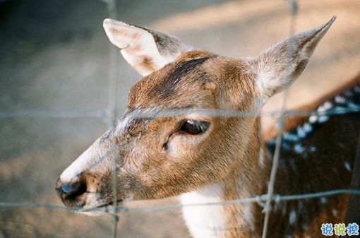 心累了傷感說(shuō)說(shuō)帶圖片2019 惹人心疼的一些傷感句子12