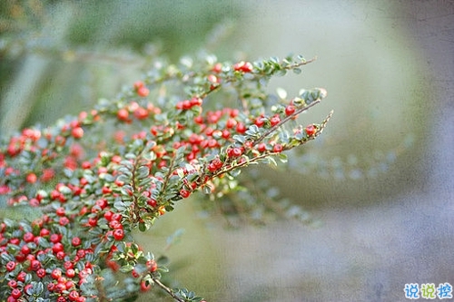 優(yōu)美說(shuō)說(shuō)唯美的句子配圖：海底月是天上月，只是鏡花水月12