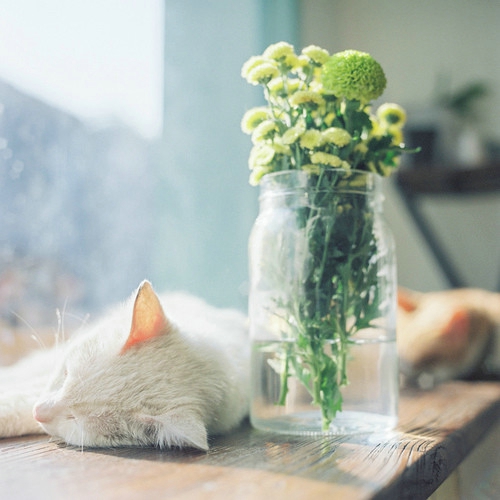 甜蜜浪漫文藝小清新喜歡的愛情圖片說說 決定做你的“小太陽”溫暖你保護(hù)你5