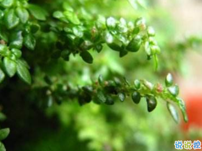 2019谷雨朋友圈說(shuō)說(shuō)配圖 谷雨節(jié)發(fā)朋友圈的說(shuō)說(shuō)優(yōu)美4