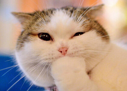 最新微信點開全文段子，朋友圈點開全文搞笑段子