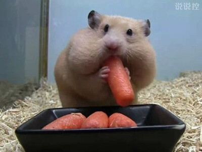 爆笑逗比說(shuō)說(shuō)